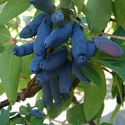 Жимолость съедобная ГОРДОСТЬ БАКЧАРА  Жимолость съедобная ГОРДОСТЬ БАКЧАРА в Тюмени