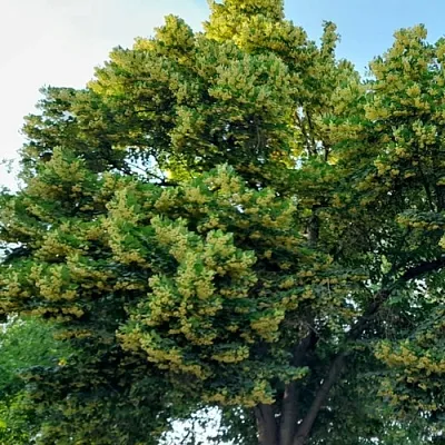 Липа Липа в Тюмени