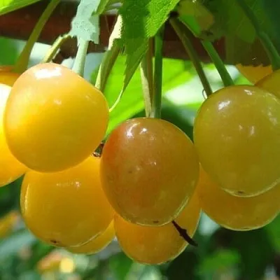 Черешня ЯНТАРНАЯ в Тюмени