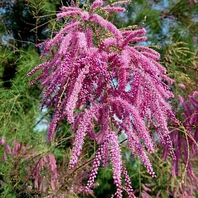 Тамарикс ПИНК КАСКАД  Тамарикс ПИНК КАСКАД в Тюмени