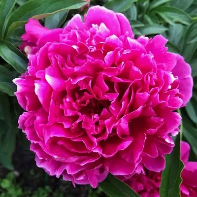 Пион КАРЛ РОЗЕНФЕЛЬД травянистый  Пион КАРЛ РОЗЕНФЕЛЬД травянистый в Тюмени