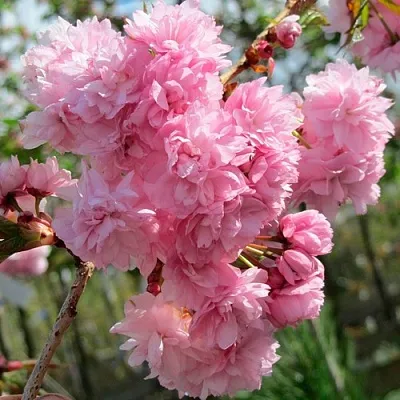 Сакура КИКУ ШИДАРЕ  Сакура КИКУ ШИДАРЕ в Тюмени