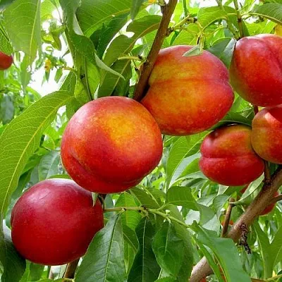 Нектарин ХАРБЛЕЙЗ  Нектарин ХАРБЛЕЙЗ в Тюмени