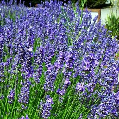 Лаванда ФЕНОМЕНАЛ узколистная  Лаванда ФЕНОМЕНАЛ узколистная в Тюмени