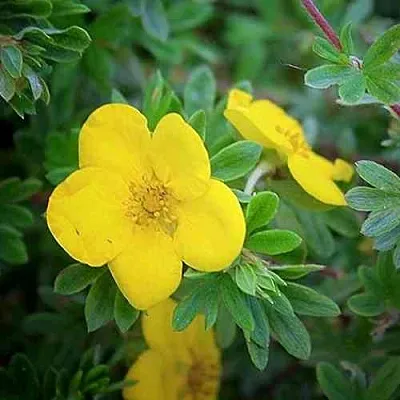 Лапчатка ГОЛДСТАР кустарниковая  Лапчатка ГОЛДСТАР кустарниковая в Тюмени