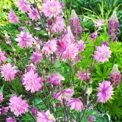 Аквилегия БАРЛОУ ПИНК гибрид МакКаны — описание сорта Аквилегия БАРЛОУ ПИНК гибрид МакКаны в Тюмени