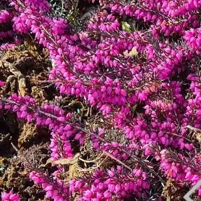 ЭРИКА "АЛЬПИЙСКИЙ ВЕРЕСК" (зимующая) сорт АТРОРУБРА  ЭРИКА "АЛЬПИЙСКИЙ ВЕРЕСК" (зимующая) сорт АТРОРУБРА в Тюмени