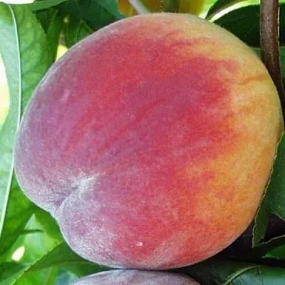 Персик ТОП СВИТ  Персик ТОП СВИТ в Тюмени