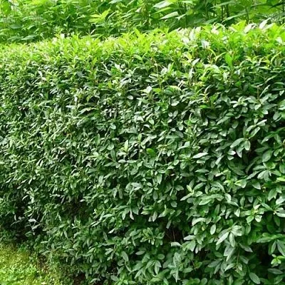 Бирючина обыкновенная  Бирючина обыкновенная в Тюмени