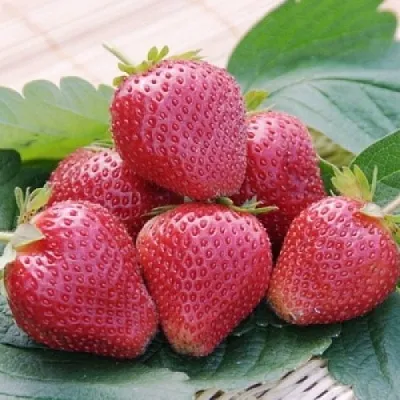 Клубника ВИМА КСИМА  Клубника ВИМА КСИМА в Тюмени