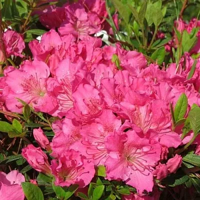 Азалия КИРСТИН японская  Азалия КИРСТИН японская в Тюмени