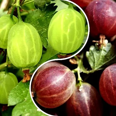 Комплект СКАЗКА в Тюмени