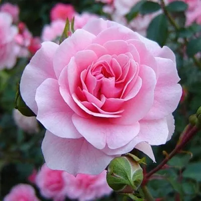 Саженцы роз БОНИКА флорибунда  Саженцы роз БОНИКА флорибунда в Тюмени