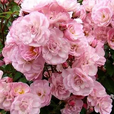 Саженцы роз ХЕВЕНЛИ ПИНК мускусная  Саженцы роз ХЕВЕНЛИ ПИНК мускусная в Тюмени