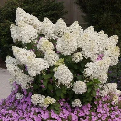 Гортензия БОБО метельчатая в Тюмени