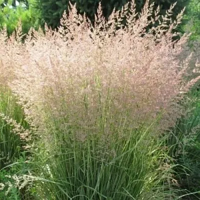 Вейник ОВЕРДАМ остроцветковый  Вейник ОВЕРДАМ остроцветковый в Тюмени