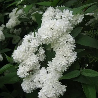 Дейция КАНДИДИССИМА шершавая в Тюмени