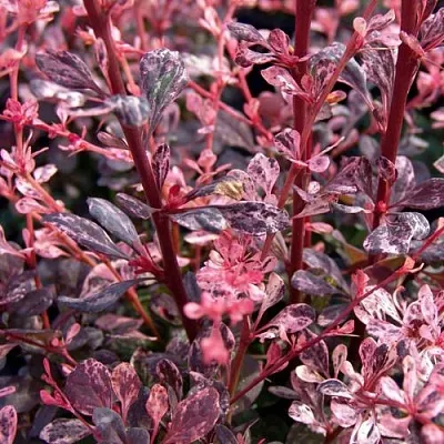 Барбарис АРЛЕКИН тунберга в Тюмени