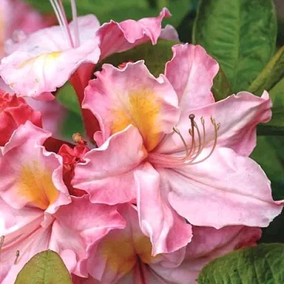 Азалия СЕССИЛЬ листопадная в Тюмени