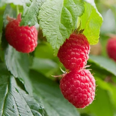 Малина МАРАВИЛЛА  Малина МАРАВИЛЛА в Тюмени