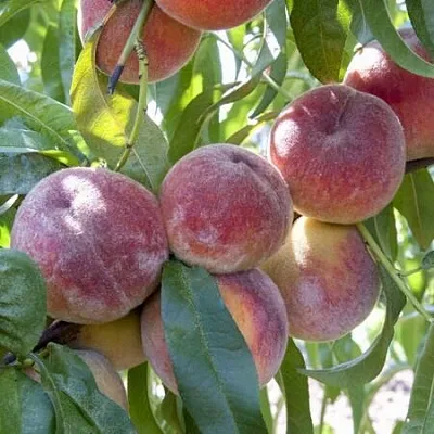 Персик ЗАРМЕНЮ  Персик ЗАРМЕНЮ в Тюмени