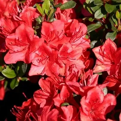 Азалия ФРИДОЛАЙН японская в Тюмени