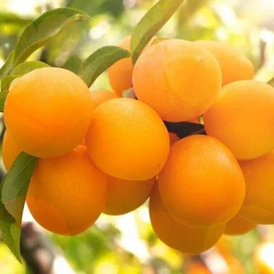 Слива МАРА в Тюмени