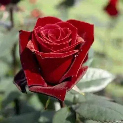 Саженцы роз ТАБУ чайно-гибридная в Тюмени