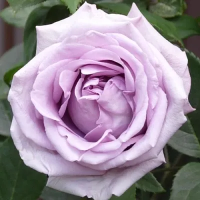 Саженцы роз ИНДИГОЛЕТТА плетистая  Саженцы роз ИНДИГОЛЕТТА плетистая в Тюмени