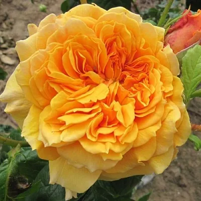 Саженцы роз ЛЕА ТУТУ шраб  Саженцы роз ЛЕА ТУТУ шраб в Тюмени