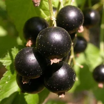 Саженцы смородины черной Бинар