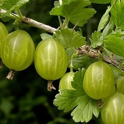 Крыжовник УРАЛЬСКИЙ БЕСШИПНЫЙ  Крыжовник УРАЛЬСКИЙ БЕСШИПНЫЙ в Тюмени