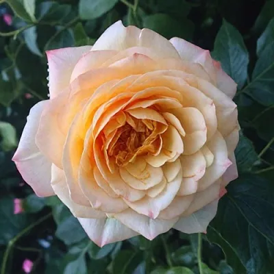 Саженцы роз АБЕЙ ДЕ СЕНТ-АМАН шраб  Саженцы роз АБЕЙ ДЕ СЕНТ-АМАН шраб в Тюмени