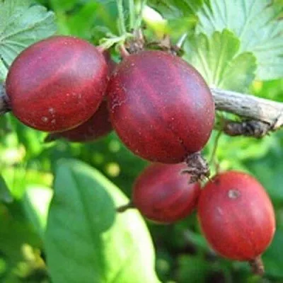 Крыжовник ЩЕДРЫЙ в Тюмени