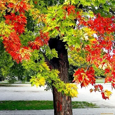 Клен Клен в Тюмени