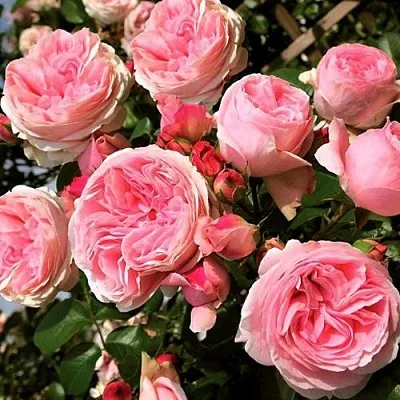 Саженцы роз ДЖАРДИНА плетистая  Саженцы роз ДЖАРДИНА плетистая в Тюмени