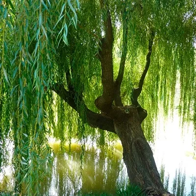 Ива Ива в Тюмени