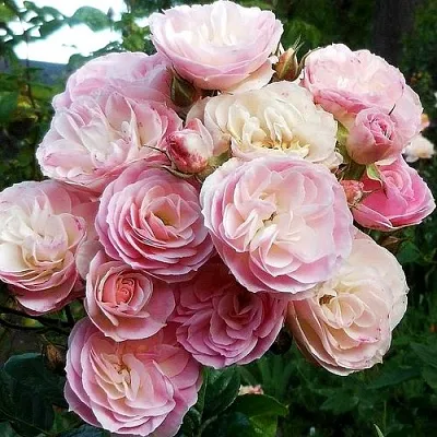 Саженцы роз БУКЕТ ПАРФЕ мускусная  Саженцы роз БУКЕТ ПАРФЕ мускусная в Тюмени