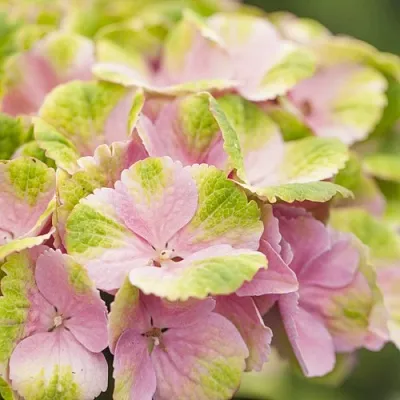 Гортензия МЭДЖИКАЛ КРИСТАЛЛ крупнолистная в Тюмени