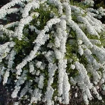 Спирея АРГУТА  Спирея АРГУТА в Тюмени