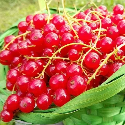 Красная  Красная в Тюмени