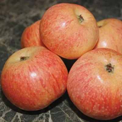 Яблоня КОНФЕТНОЕ в Тюмени