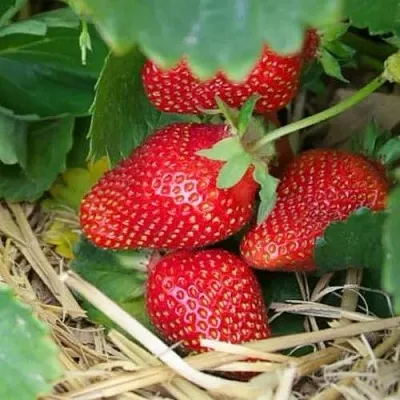 Клубника МОНТЕРЕЙ ремонтантная  Клубника МОНТЕРЕЙ ремонтантная в Тюмени