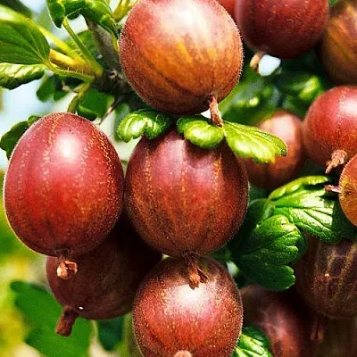 Крыжовник ШЕРШНЕВСКИЙ в Тюмени