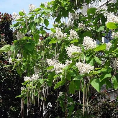 Катальпа Катальпа в Тюмени