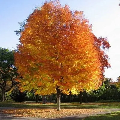 Клен серебристый  Клен серебристый в Тюмени