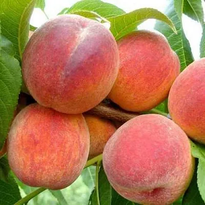 Персик ФЛЕМИНГ ФЬЮРИ  Персик ФЛЕМИНГ ФЬЮРИ в Тюмени