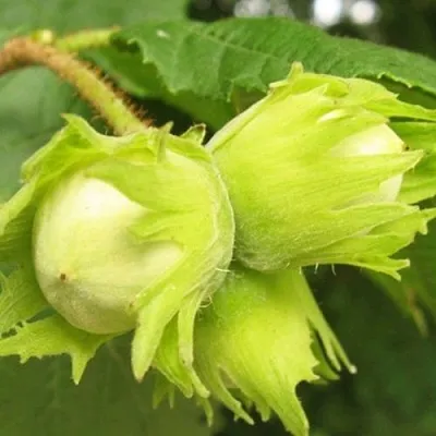 Фундук КАТАЛОНСКИЙ  Фундук КАТАЛОНСКИЙ в Тюмени