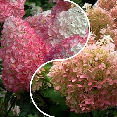 Комплект МАЛИНОВЫЙ ЗАКАТ в Тюмени