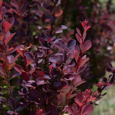 Барбарис ХЕЛМОНД ПИЛЛАР тунберга в Тюмени